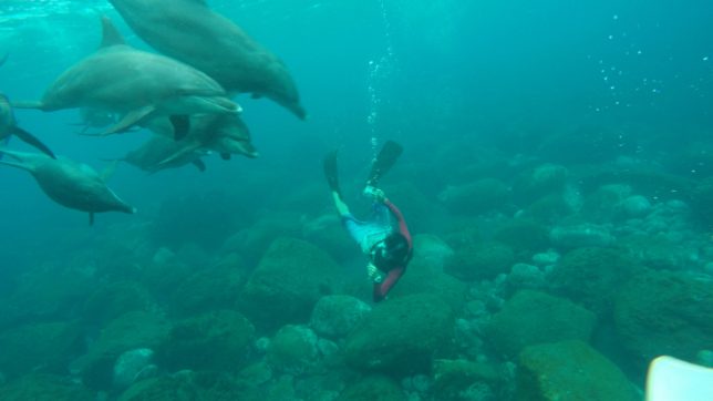 御蔵島（201681〜2）_6120