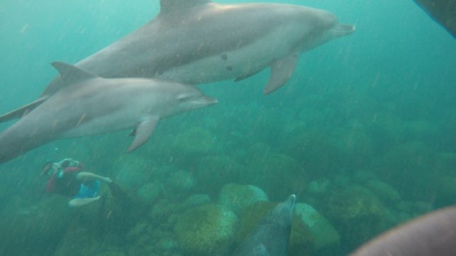 御蔵島（201681〜2）_9077