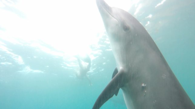 御蔵島（201681〜2）_9337