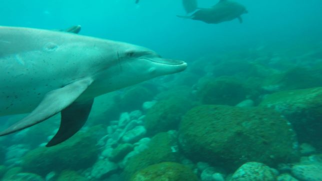 御蔵島（201681〜2）_9471