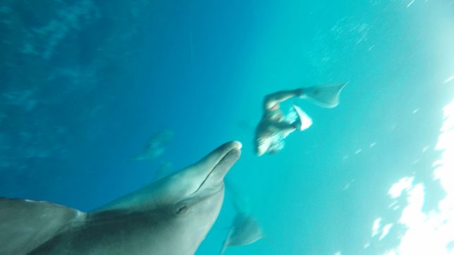 御蔵島（201681〜2）_9483